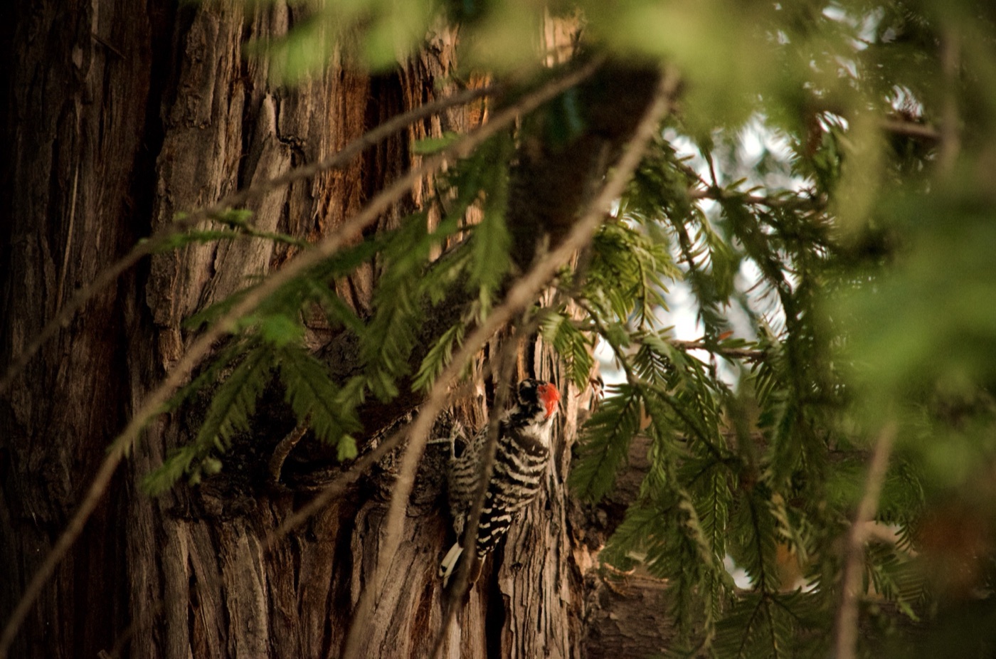 Red-headed woodpecker on a tree trunk