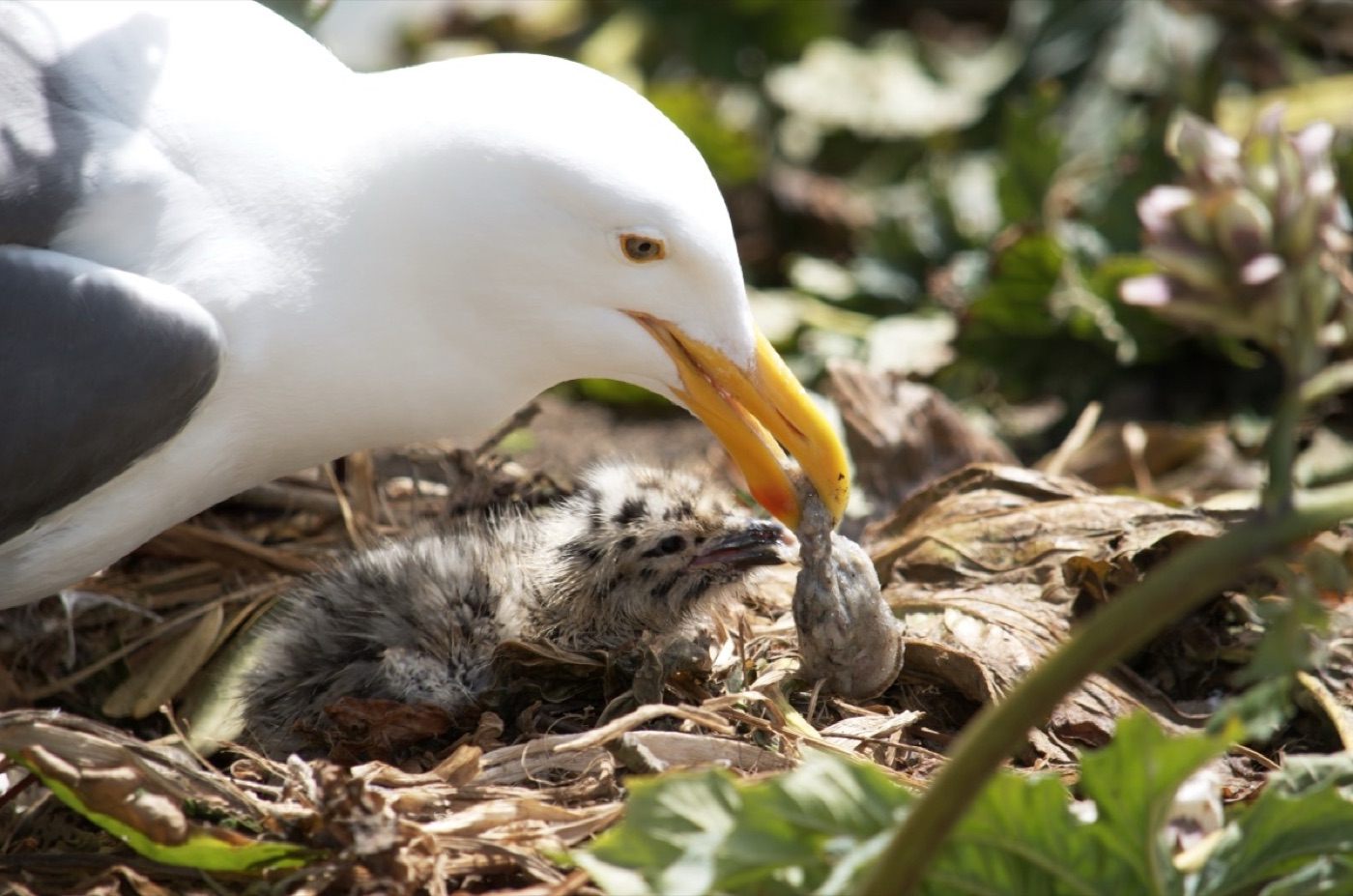 Seagull feeding its chick